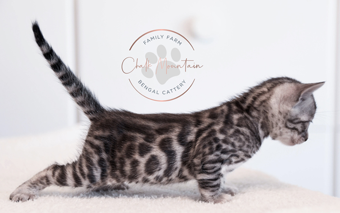 Bengal kitten for sale